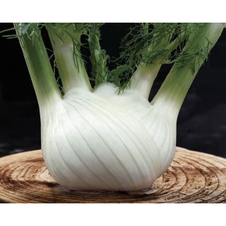 Compra HINOJO DIAMANTE F1 Pildorada (5.000 Semillas) en la tienda online Fito Agrícola