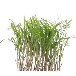 Compra HINOJO MICROGREENS (5 Kgr.). en la tienda online Fito Agrícola