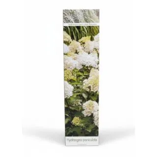 Compra HORTENSIA PHANTOM (1 unid.) en la tienda online Fito Agrícola