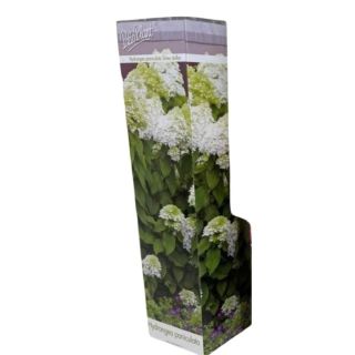 Compra HORTENSIA SILVER DOLLAR (1 unid.) en la tienda online Fito Agrícola