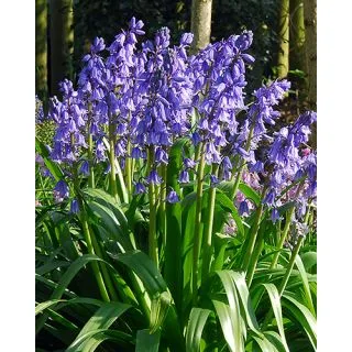 Compra HYACINTHOIDES HISPANICA EXCELSIOR (100 Unid.). en la tienda online Fito Agrícola