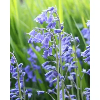 Compra HYACINTHOIDES NON SCRIPTA (100 Unid.). en la tienda online Fito Agrícola