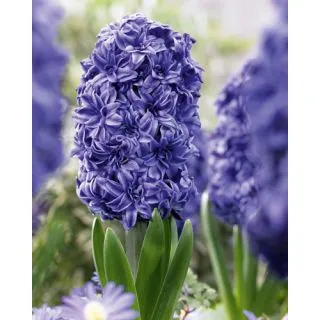 Compra JACINTOS DOBLES BLUE (50 Unid.). en la tienda online Fito Agrícola