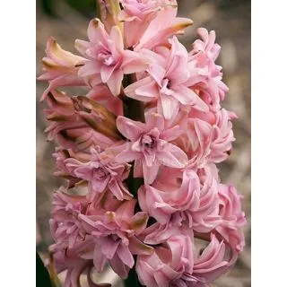 Compra JACINTOS DOBLES PINK (50 Unid.). en la tienda online Fito Agrícola