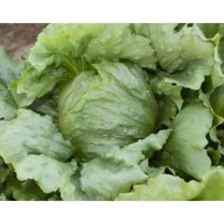 Compra LECHUGA ICE 40005 Píldora Sphera (25.000 Semillas) en la tienda online Fito Agrícola