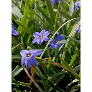 Compra IPHEION UNIFLORUM JESSIE (100 Unid.). en la tienda online Fito Agrícola