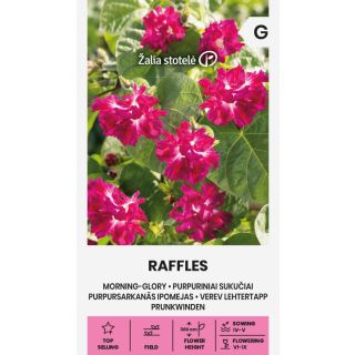 Compra IPOMEA MORNING-GLORY RAFFLES (0,5 gr. - Cerca de 20 Semillas). en la tienda online Fito Agrícola