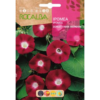 Compra IPOMEA SCARLET O´HARA TREPADORA (6 gr.). en la tienda online Fito Agrícola