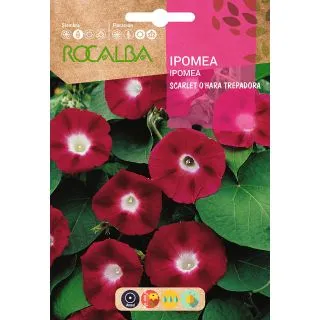 Compra IPOMEA SCARLET O´HARA TREPADORA (6 gr.). en la tienda online Fito Agrícola
