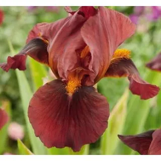 Compra IRIS GERMANICA RED ZINGER (25 Unid.). en la tienda online Fito Agrícola