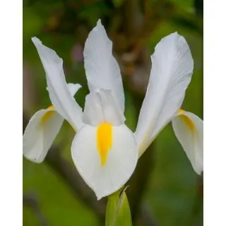 Compra IRIS HOLANDICA WHITE VAN VLIET (100 Unid.). en la tienda online Fito Agrícola