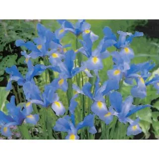 Compra IRIS HOLANDICA SAPHHIRE BEAUTY (100 Unid.). en la tienda online Fito Agrícola