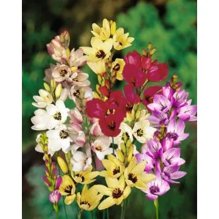 Compra IXIA (100 Unid.). en la tienda online Fito Agrícola