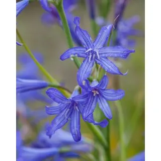 Compra IXIOLIRION TATARICUM (100 Unid.). en la tienda online Fito Agrícola