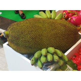 Compra JACK FRUIT en la tienda online Fito Agrícola