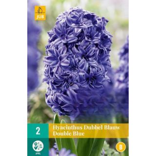 Compra JACINTOS DOBLES BLUE en la tienda online Fito Agrícola