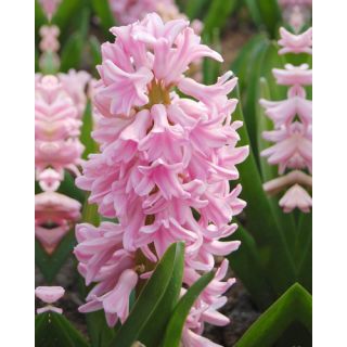 Compra JACINTOS PINK SURPRISE (50 Unid.). en la tienda online Fito Agrícola