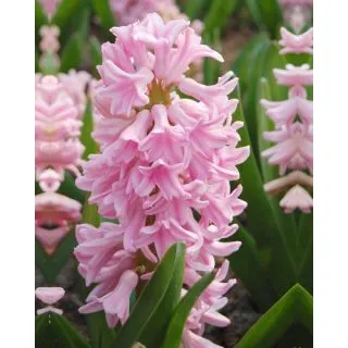 Compra JACINTOS PINK SURPRISE (50 Unid.). en la tienda online Fito Agrícola