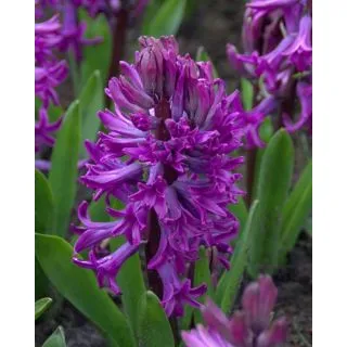 Compra JACINTOS PURPLE SENSATION (50 Unid.). en la tienda online Fito Agrícola