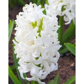 Compra JACINTOS WHITE PEARL (50 Unid.). en la tienda online Fito Agrícola