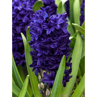 Compra JACINTOS BLUE TROPHY (50 Unid.). en la tienda online Fito Agrícola