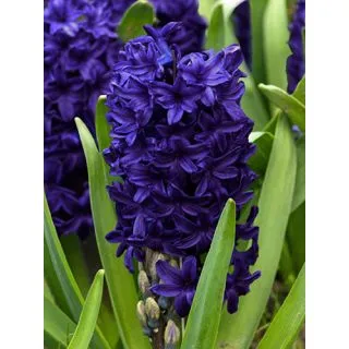Compra JACINTOS BLUE TROPHY (50 Unid.). en la tienda online Fito Agrícola