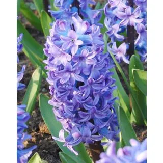 Compra JACINTOS DELFTS BLUE (50 Unid.). en la tienda online Fito Agrícola