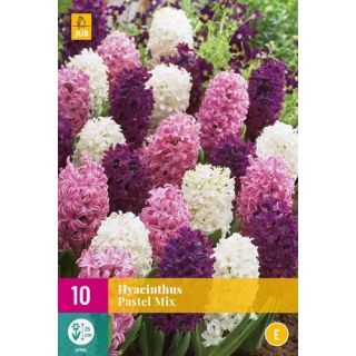 Compra JACINTOS PASTEL MIX XXL en la tienda online Fito Agrícola