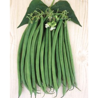 Compra JUDÍA ASEO (25.000 Semillas) en la tienda online Fito Agrícola