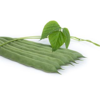 Compra JUDÍA FARELIA RZ Precisión (1000 Semillas). en la tienda online Fito Agrícola