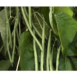 Compra JUDÍA SOMBRA (2.000 Semillas) en la tienda online Fito Agrícola