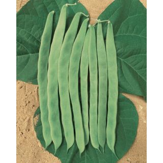 Compra JUDÍA ALBORE (2.000 Semillas) en la tienda online Fito Agrícola