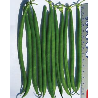 Compra JUDÍA ANAFI (5 Kgr.) en la tienda online Fito Agrícola