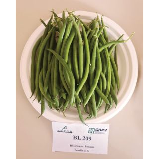 Compra JUDÍA BL 209 (25.000 Semillas). en la tienda online Fito Agrícola