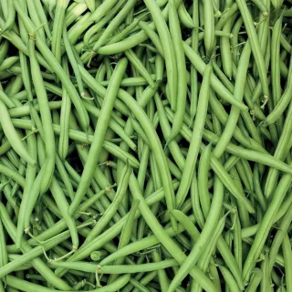 Compra JUDÍA DINASTY (5.000 Semillas) en la tienda online Fito Agrícola