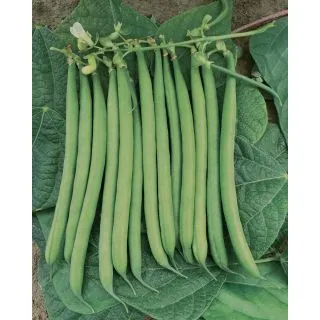 Compra JUDÍA GIOCONDO (100.000 Semillas) en la tienda online Fito Agrícola