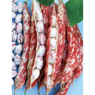 Compra JUDÍA LEVANTE (5 Kgr.) en la tienda online Fito Agrícola