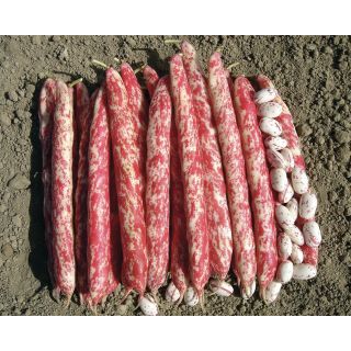 Compra JUDÍA MECCANO (5 Kgr.) en la tienda online Fito Agrícola