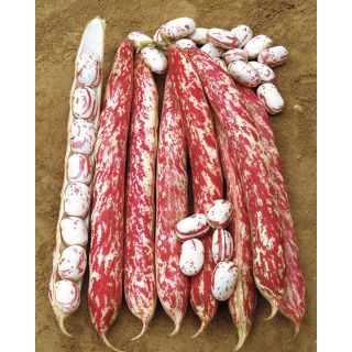 Compra JUDÍA MECCEARLY (5 Kgr.) en la tienda online Fito Agrícola