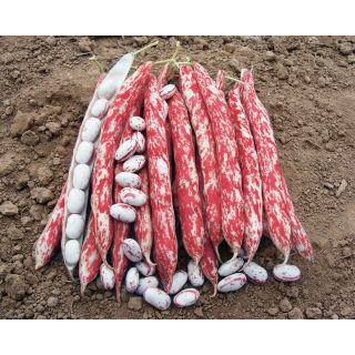 Compra JUDÍA MERCATO (20 Kgr.) en la tienda online Fito Agrícola