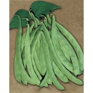 Compra JUDÍA NASSAU (5 Kgr.) en la tienda online Fito Agrícola