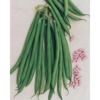 Compra JUDÍA TROFEO (5 Kgr.) en la tienda online Fito Agrícola