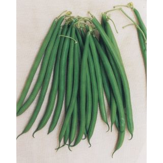 Compra JUDÍA VALDARNO (5 Kgr.). en la tienda online Fito Agrícola