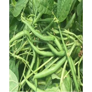 Compra JUDÍA VALENTINO (5 Kgr.). en la tienda online Fito Agrícola