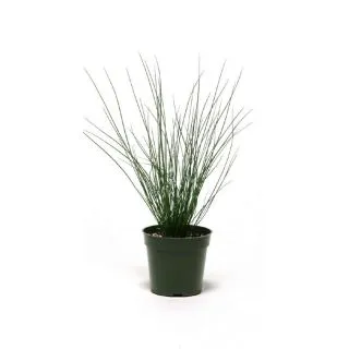 Compra JUNCUS BLUE DART (144 Plantas). en la tienda online Fito Agrícola