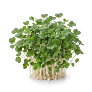 Compra KALE NEGRO MICROGREENS (5 Kgr.). en la tienda online Fito Agrícola