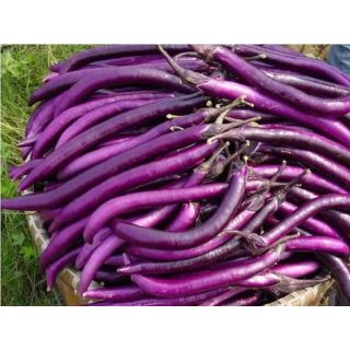 Compra BERENJENA KAREENA F1 (1000 Semillas) en la tienda online Fito Agrícola