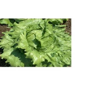 Compra LECHUGA KAVIR Pildorada (25.000 Semillas) en la tienda online Fito Agrícola