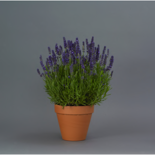 Compra LAVANDA BLUE SPEAR (144 Plantas). en la tienda online Fito Agrícola