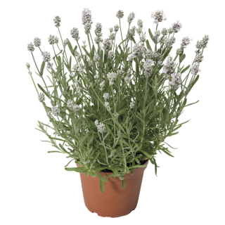 Compra LAVANDULA SCENT WHITE EARLY (1000 Semillas) en la tienda online Fito Agrícola